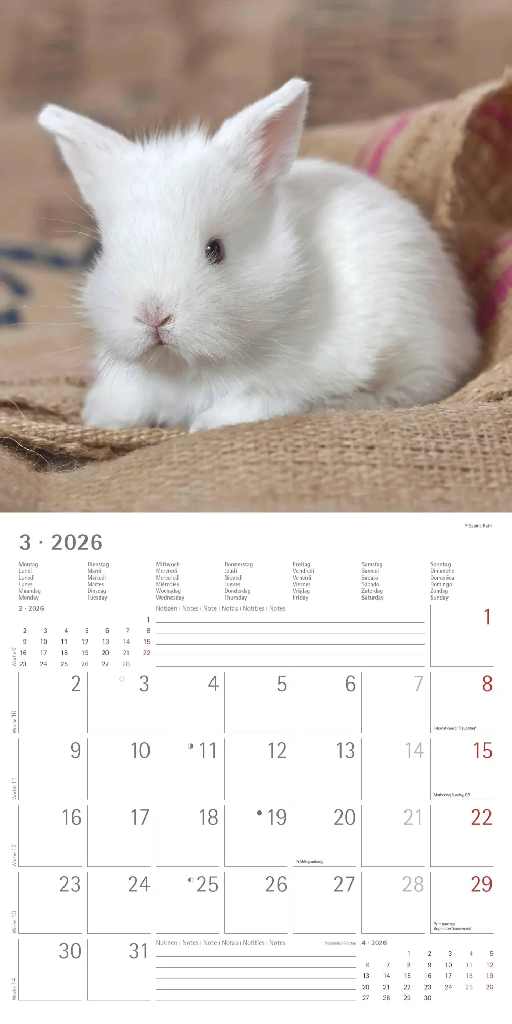 Bild: 4069095003224 | Kaninchen 2026 - Broschürenkalender 30x30 cm (30x60 geöffnet) -...