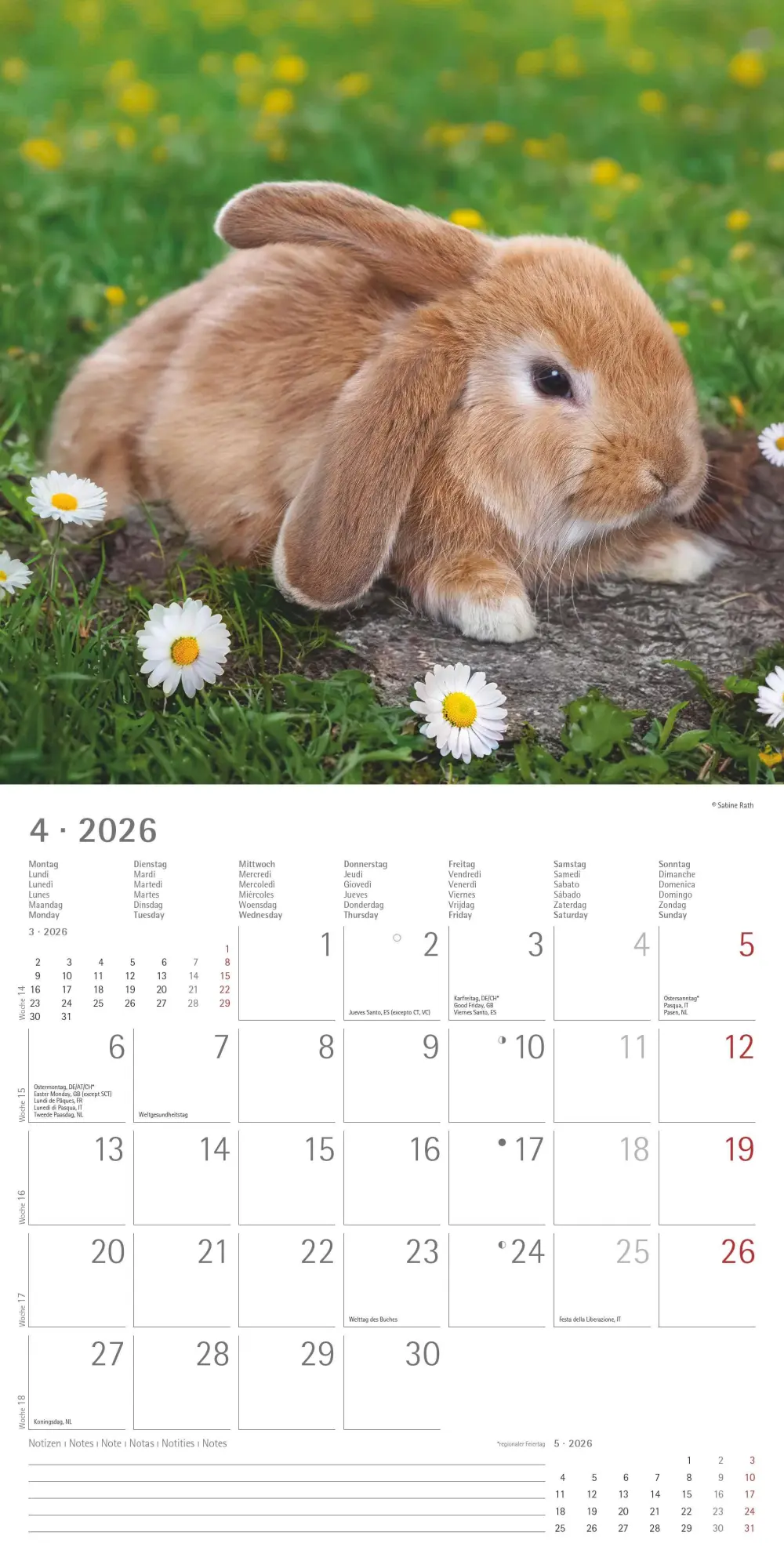 Bild: 4069095003224 | Kaninchen 2026 - Broschürenkalender 30x30 cm (30x60 geöffnet) -...