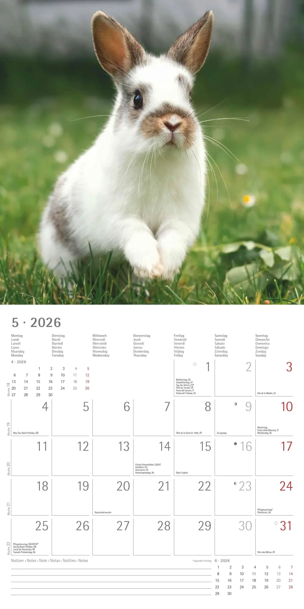 Bild: 4069095003224 | Kaninchen 2026 - Broschürenkalender 30x30 cm (30x60 geöffnet) -...