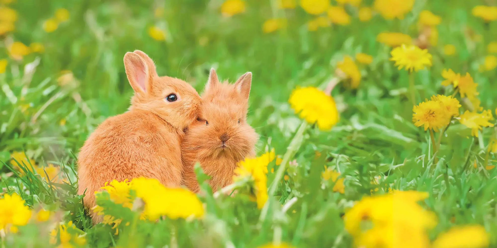 Bild: 4069095003224 | Kaninchen 2026 - Broschürenkalender 30x30 cm (30x60 geöffnet) -...