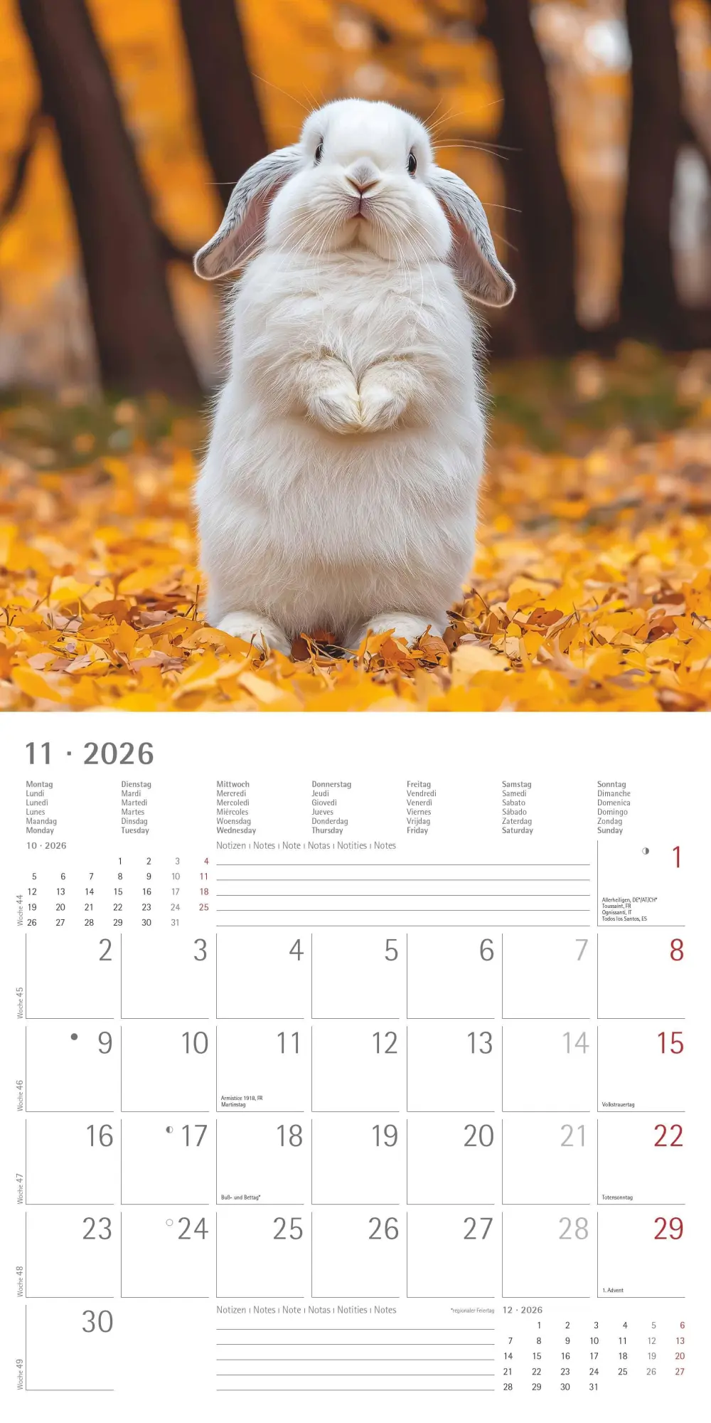 Bild: 4069095003224 | Kaninchen 2026 - Broschürenkalender 30x30 cm (30x60 geöffnet) -...