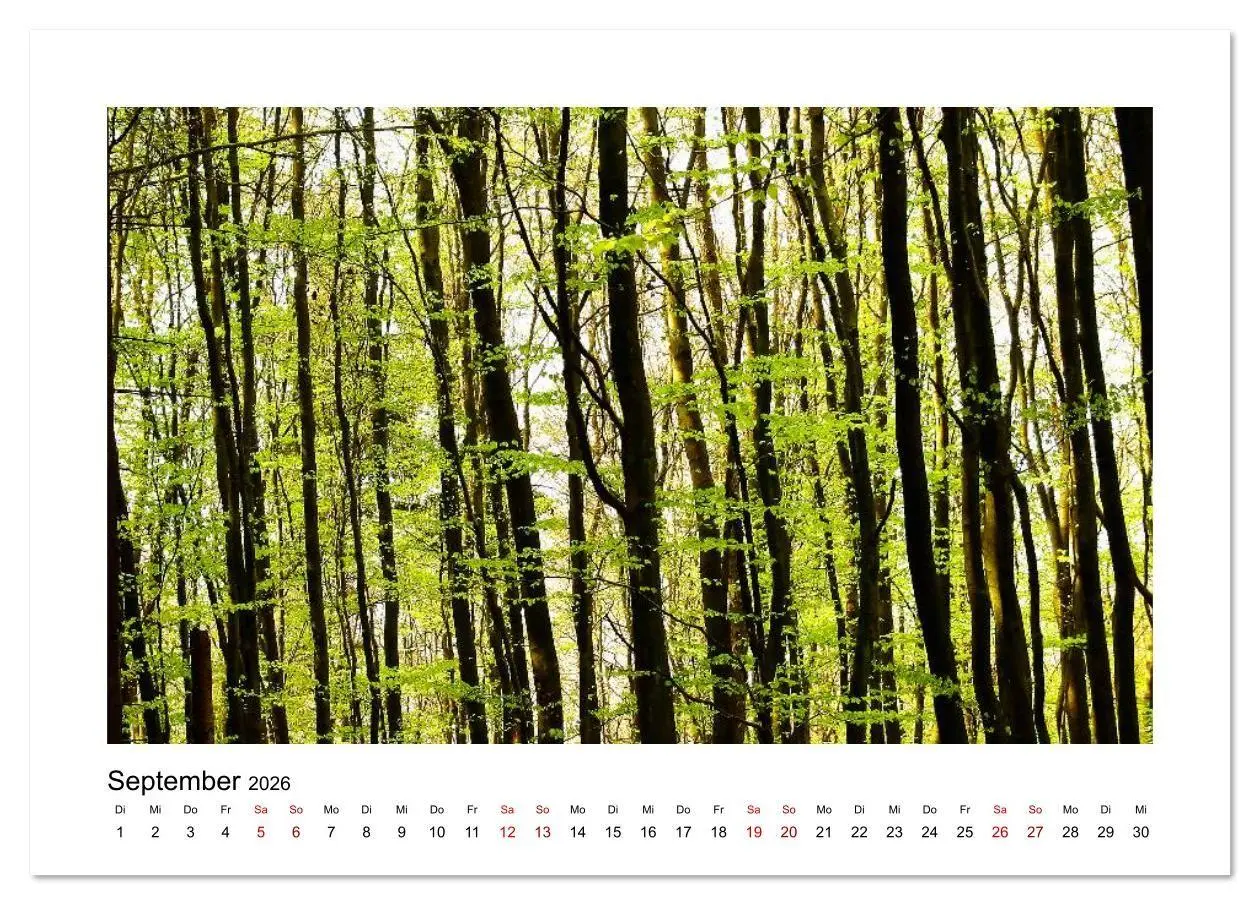 Bild: 9783457753224 | Zauberhafte Landschaften im Odenwald (Tischkalender 2026 DIN A5...