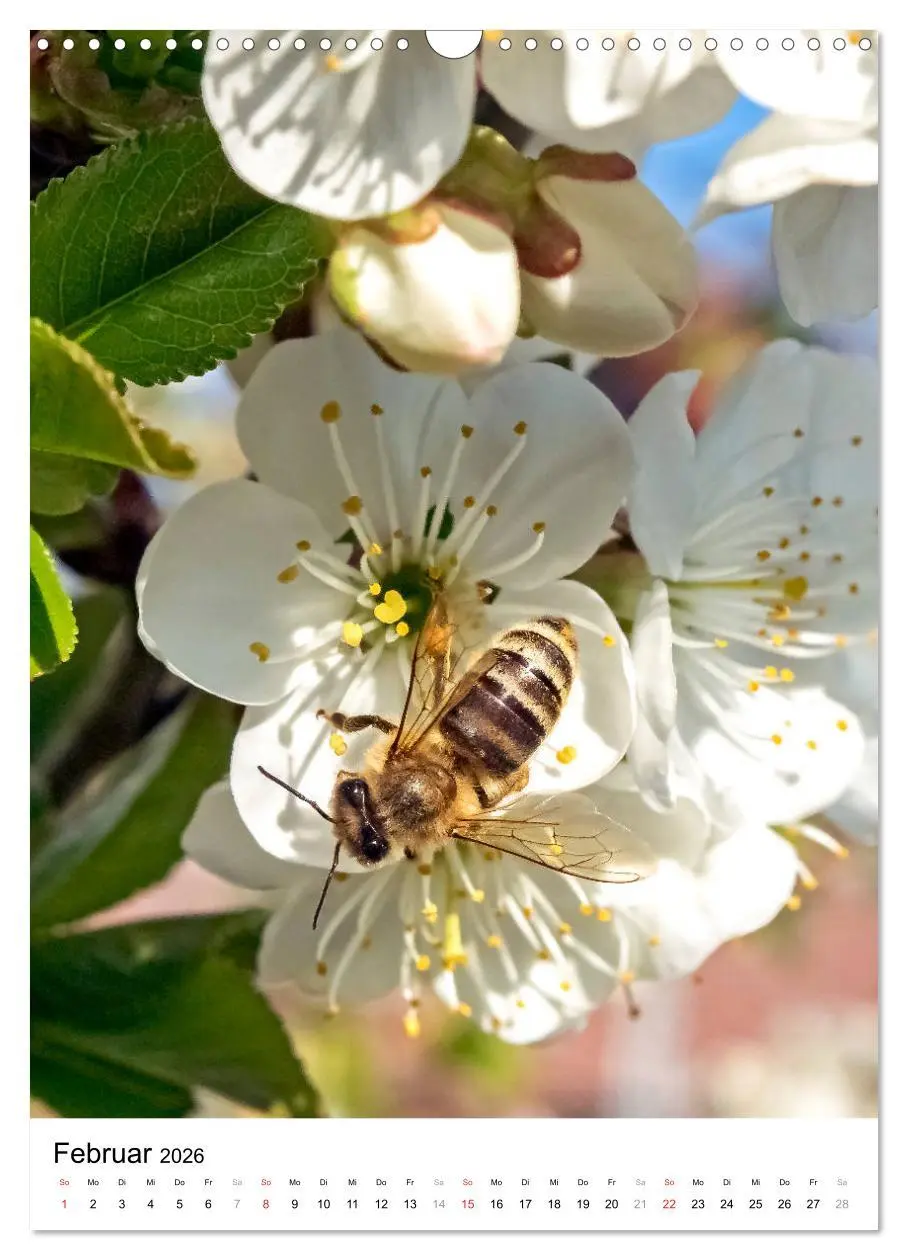 Bild: 9783516393224 | BIENEN - Kleine Nützlinge ganz nah (Wandkalender 2026 DIN A3 hoch),...