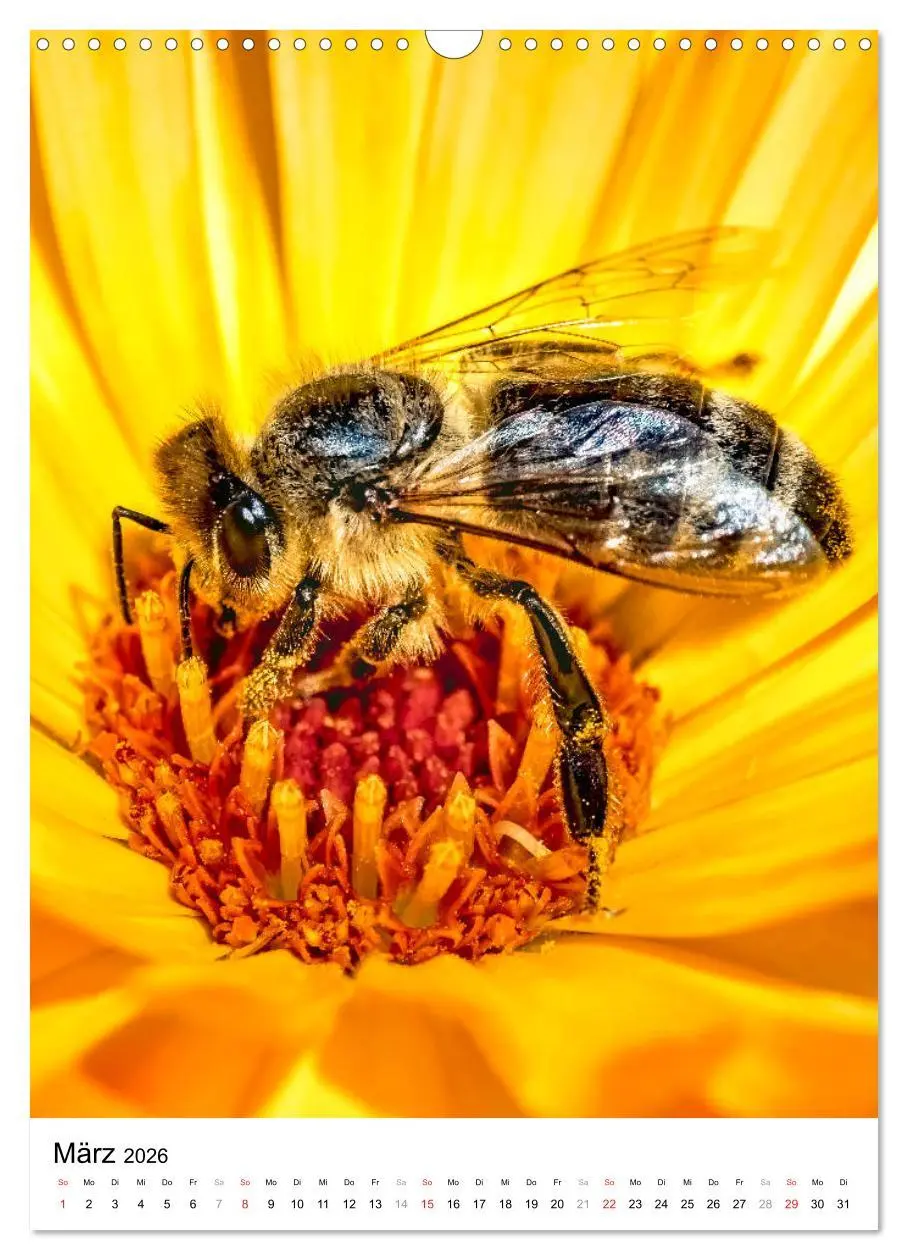 Bild: 9783516393224 | BIENEN - Kleine Nützlinge ganz nah (Wandkalender 2026 DIN A3 hoch),...