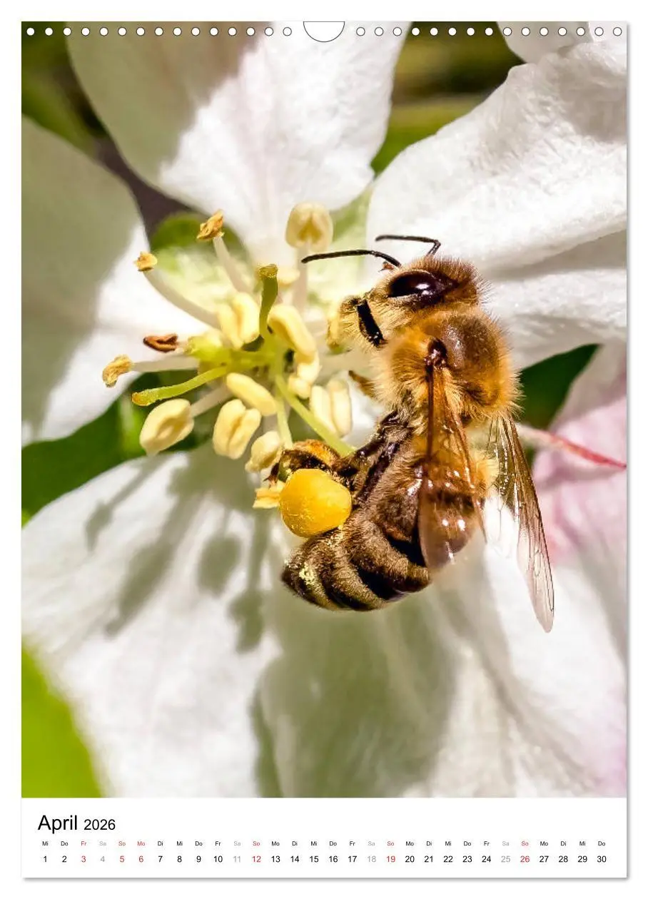 Bild: 9783516393224 | BIENEN - Kleine Nützlinge ganz nah (Wandkalender 2026 DIN A3 hoch),...