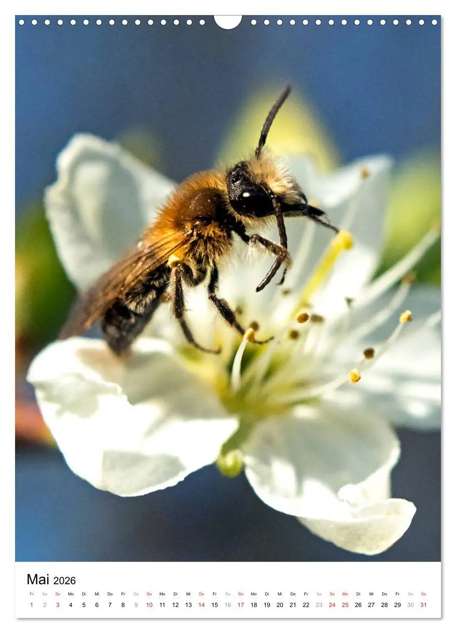 Bild: 9783516393224 | BIENEN - Kleine Nützlinge ganz nah (Wandkalender 2026 DIN A3 hoch),...