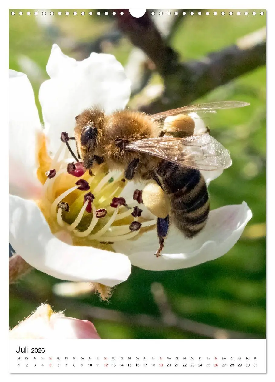 Bild: 9783516393224 | BIENEN - Kleine Nützlinge ganz nah (Wandkalender 2026 DIN A3 hoch),...