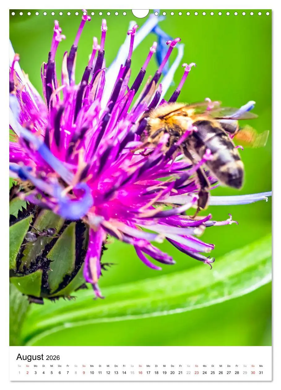 Bild: 9783516393224 | BIENEN - Kleine Nützlinge ganz nah (Wandkalender 2026 DIN A3 hoch),...