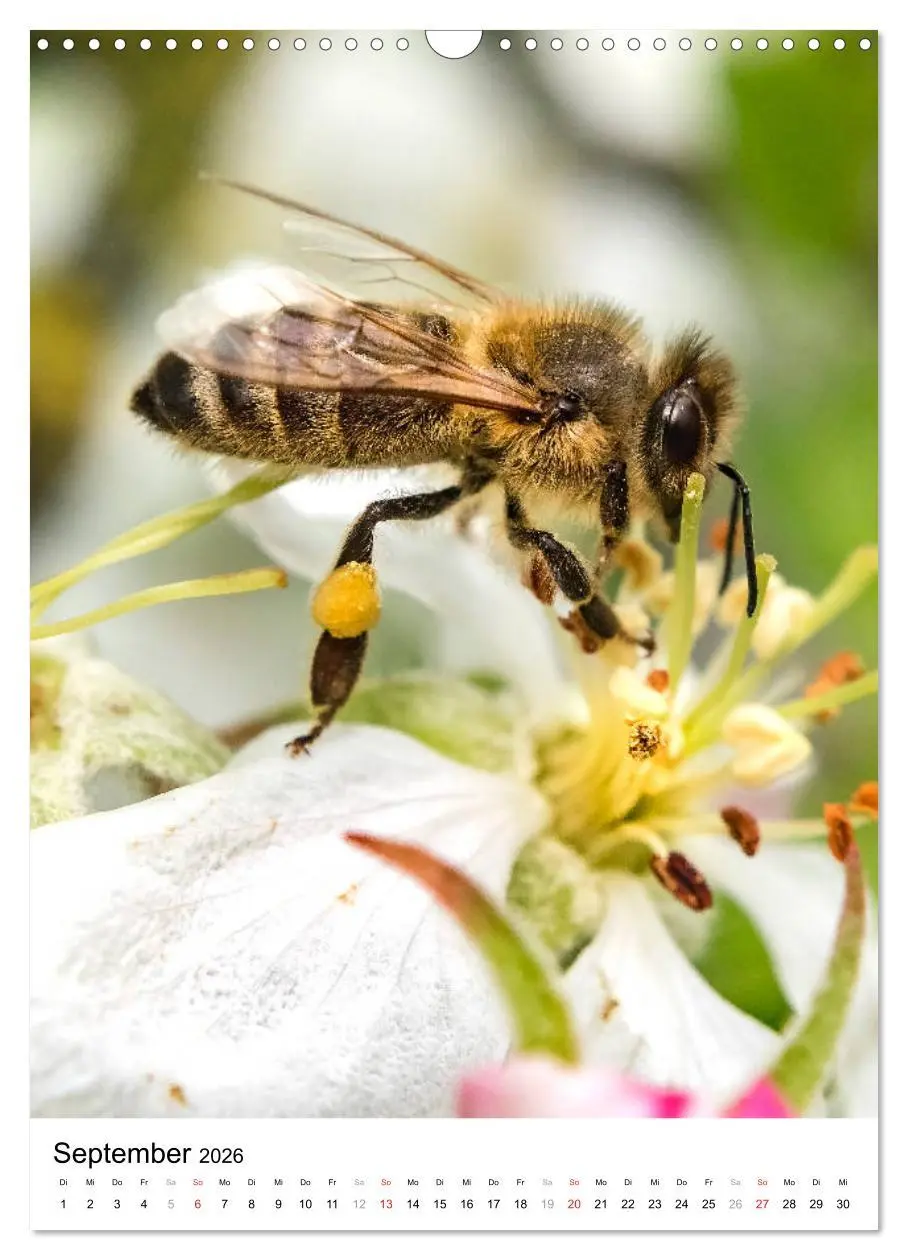 Bild: 9783516393224 | BIENEN - Kleine Nützlinge ganz nah (Wandkalender 2026 DIN A3 hoch),...