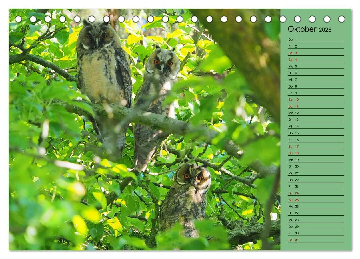 Bild: 9783457433324 | Heimische Vögel und Insekten in Wald und Flur (Tischkalender 2026...