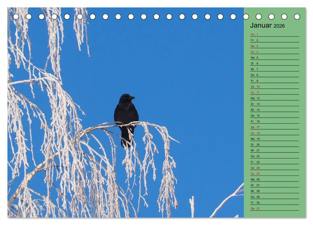 Bild: 9783457433324 | Heimische Vögel und Insekten in Wald und Flur (Tischkalender 2026...