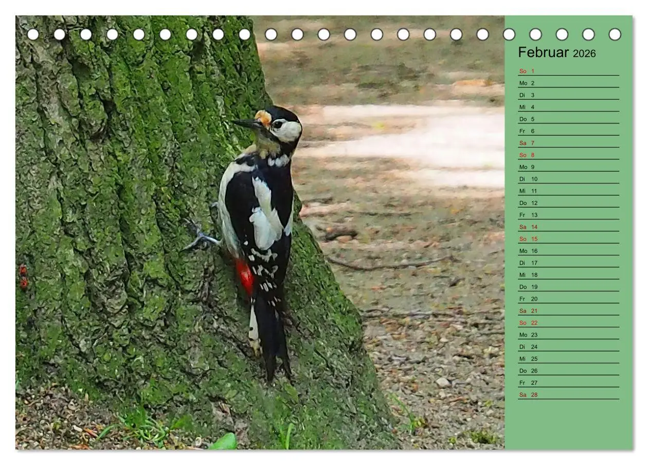 Bild: 9783457433324 | Heimische Vögel und Insekten in Wald und Flur (Tischkalender 2026...