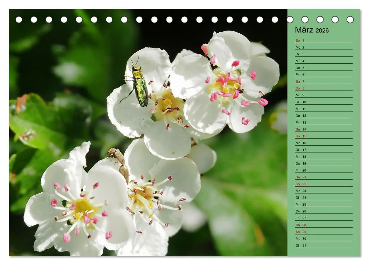 Bild: 9783457433324 | Heimische Vögel und Insekten in Wald und Flur (Tischkalender 2026...