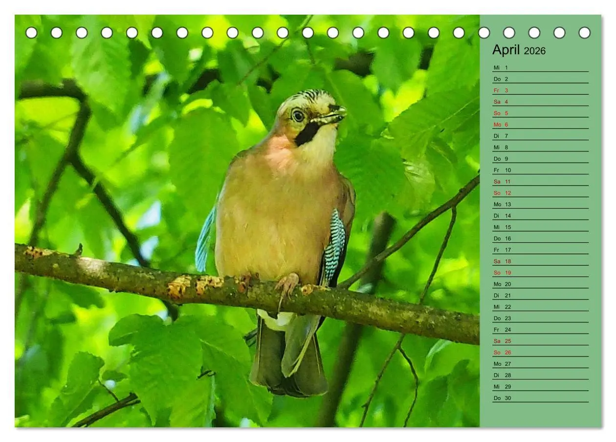 Bild: 9783457433324 | Heimische Vögel und Insekten in Wald und Flur (Tischkalender 2026...