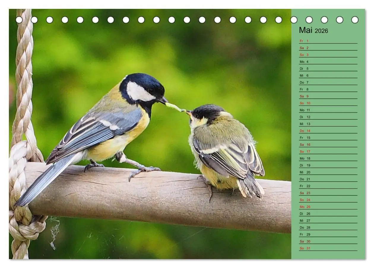 Bild: 9783457433324 | Heimische Vögel und Insekten in Wald und Flur (Tischkalender 2026...