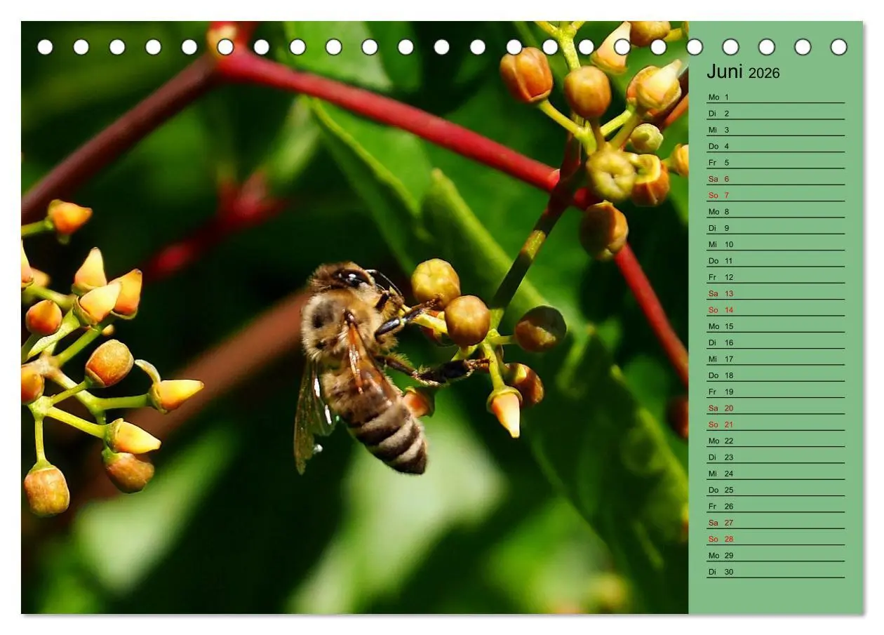 Bild: 9783457433324 | Heimische Vögel und Insekten in Wald und Flur (Tischkalender 2026...