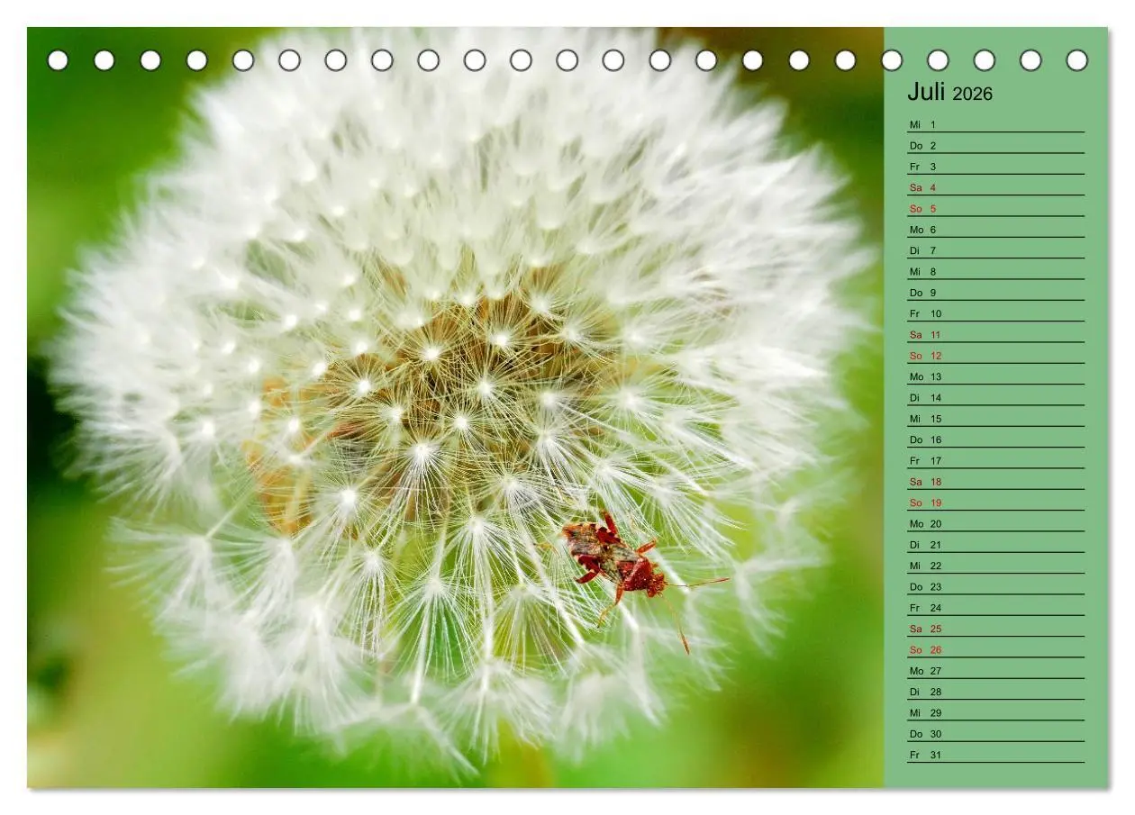 Bild: 9783457433324 | Heimische Vögel und Insekten in Wald und Flur (Tischkalender 2026...