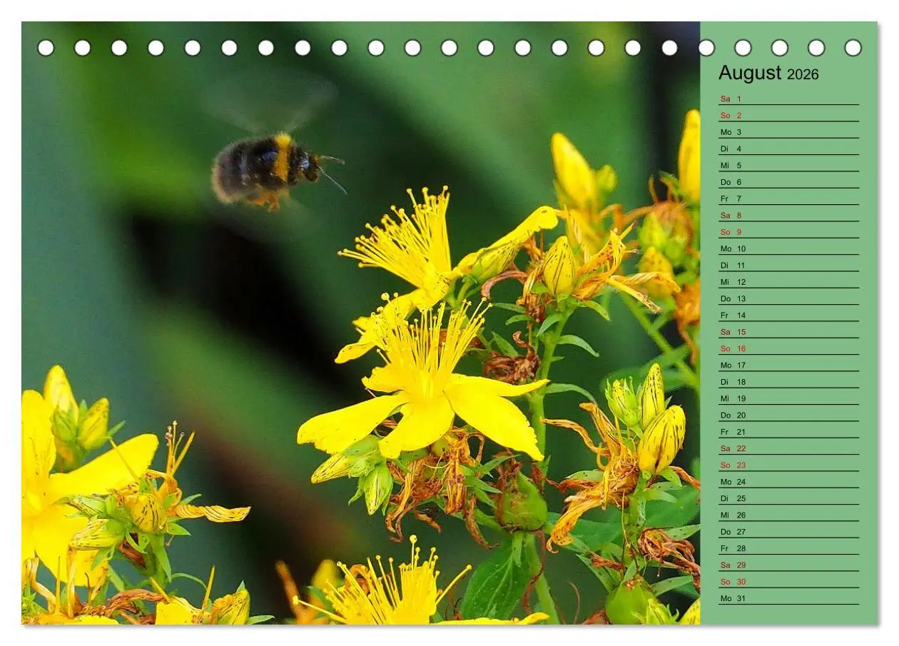 Bild: 9783457433324 | Heimische Vögel und Insekten in Wald und Flur (Tischkalender 2026...