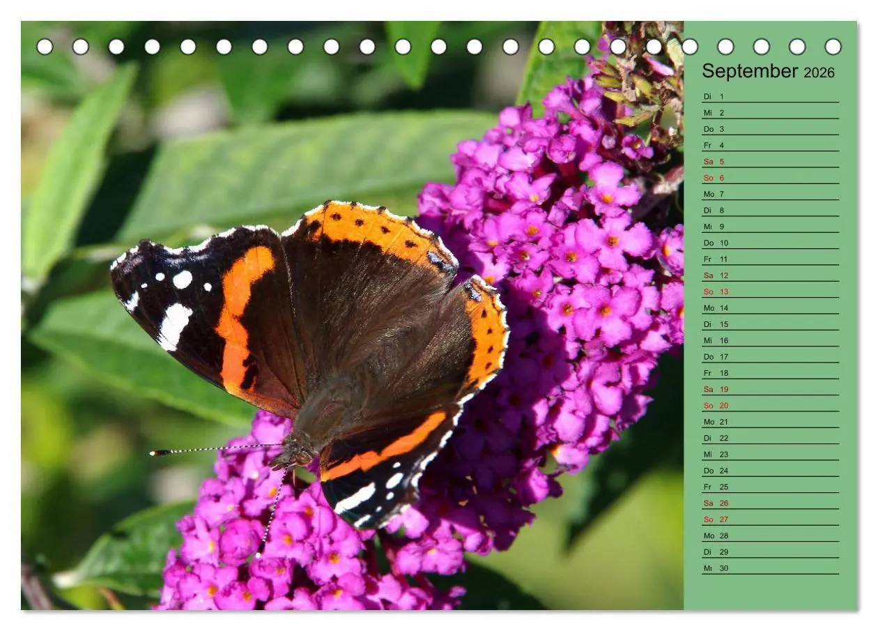 Bild: 9783457433324 | Heimische Vögel und Insekten in Wald und Flur (Tischkalender 2026...