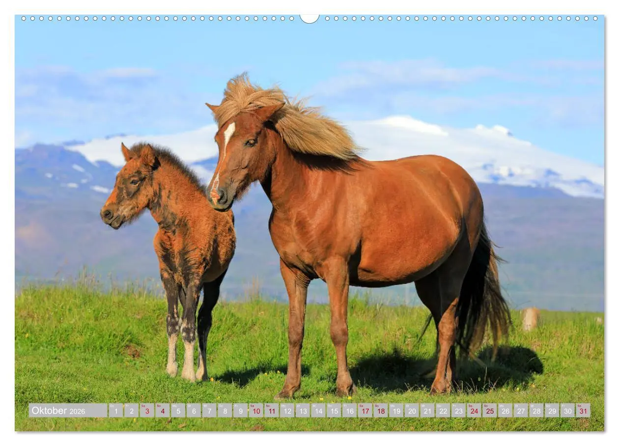 Bild: 9783457813324 | Islandpferde - Die tierischen Stars der Insel (Wandkalender 2026...