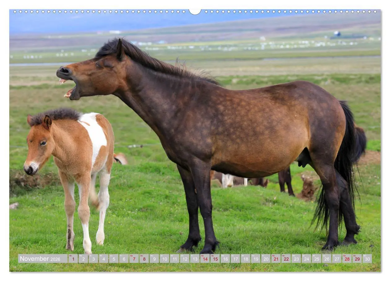 Bild: 9783457813324 | Islandpferde - Die tierischen Stars der Insel (Wandkalender 2026...