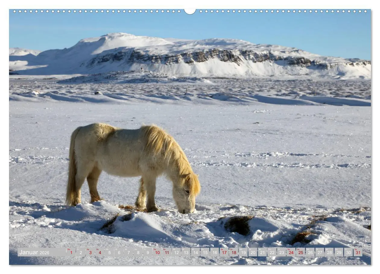 Bild: 9783457813324 | Islandpferde - Die tierischen Stars der Insel (Wandkalender 2026...