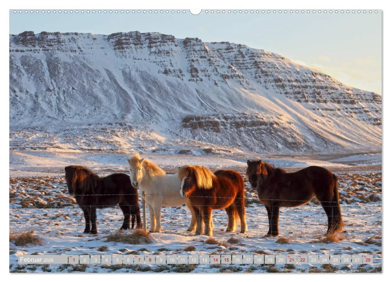 Bild: 9783457813324 | Islandpferde - Die tierischen Stars der Insel (Wandkalender 2026...