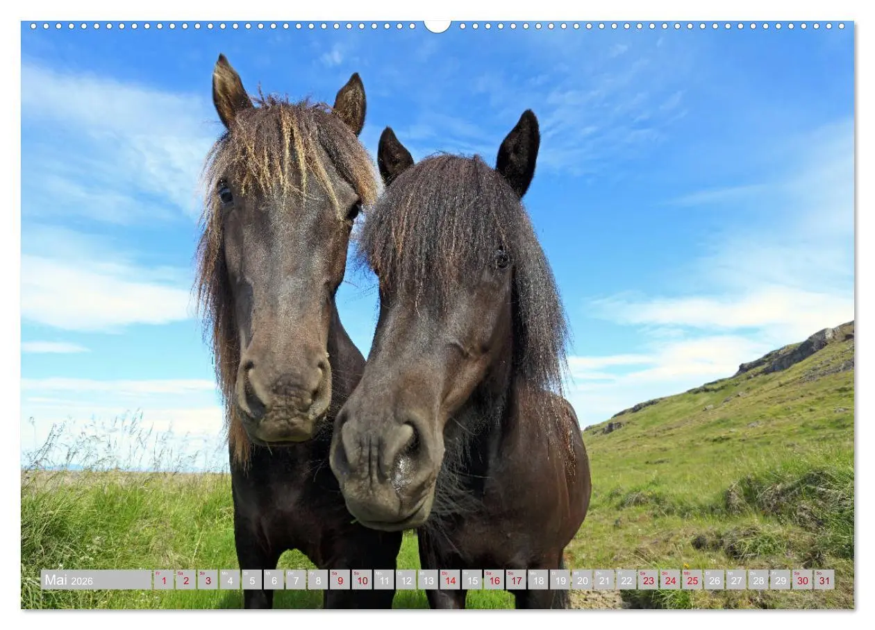 Bild: 9783457813324 | Islandpferde - Die tierischen Stars der Insel (Wandkalender 2026...