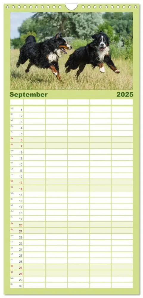 Bild: 9783457113424 | Familienplaner 2025 - Treuer Freund Berner Sennenhund mit 5 Spalten...