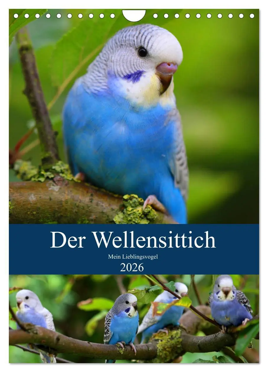 Cover: 9783516373424 | Der Wellensittich - Mein Lieblingsvogel (Wandkalender 2026 DIN A4...