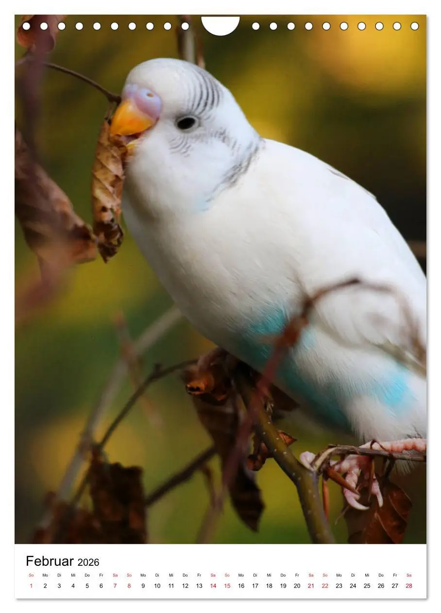 Bild: 9783516373424 | Der Wellensittich - Mein Lieblingsvogel (Wandkalender 2026 DIN A4...