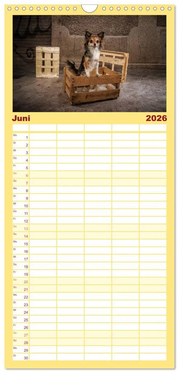 Bild: 9783516513424 | Familienplaner 2026 - Chihuahuas - Cool and Cute mit 5 Spalten...