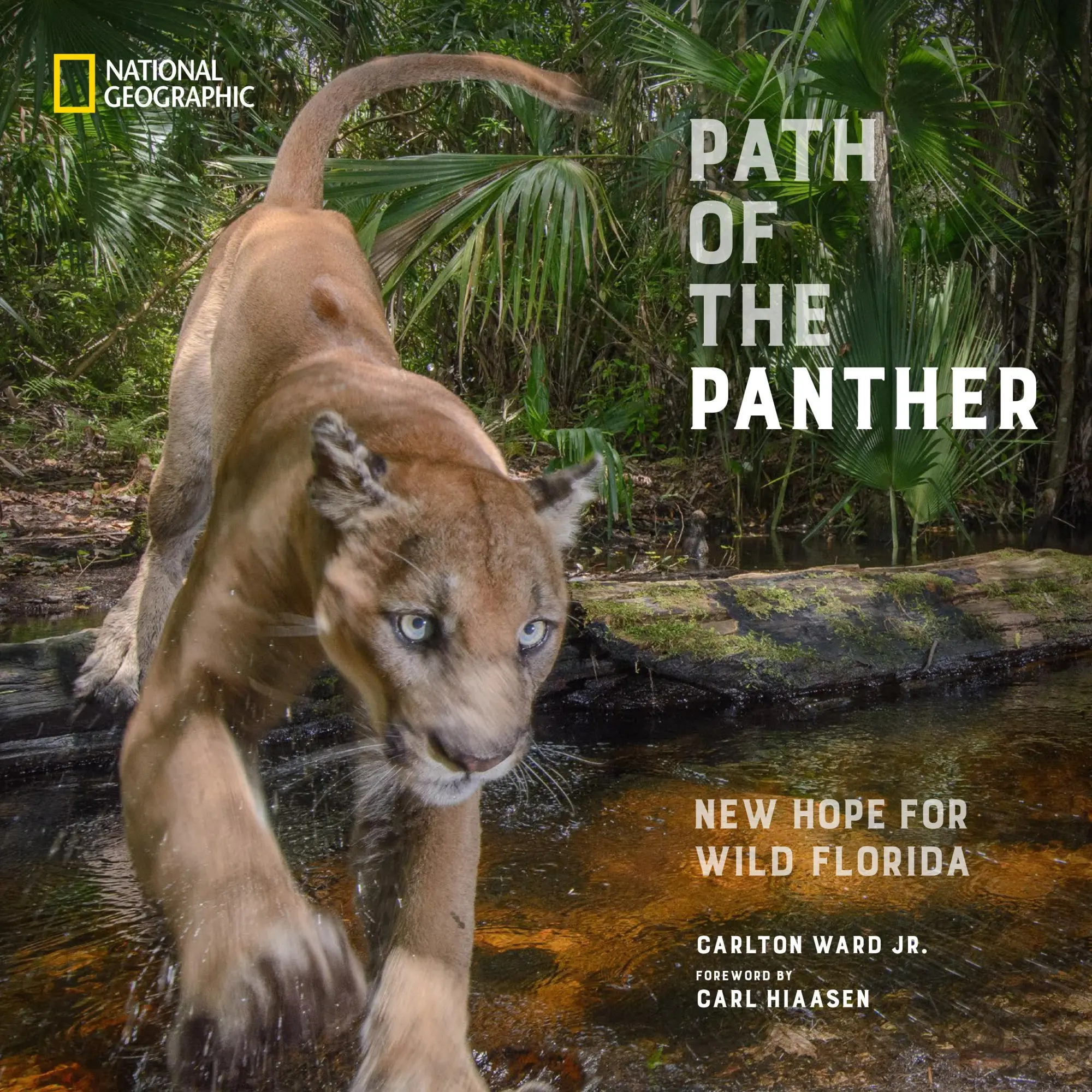 Cover: 9781426223624 | Path of the Panther | New Hope for Wild Florida | Carlton Ward | Buch