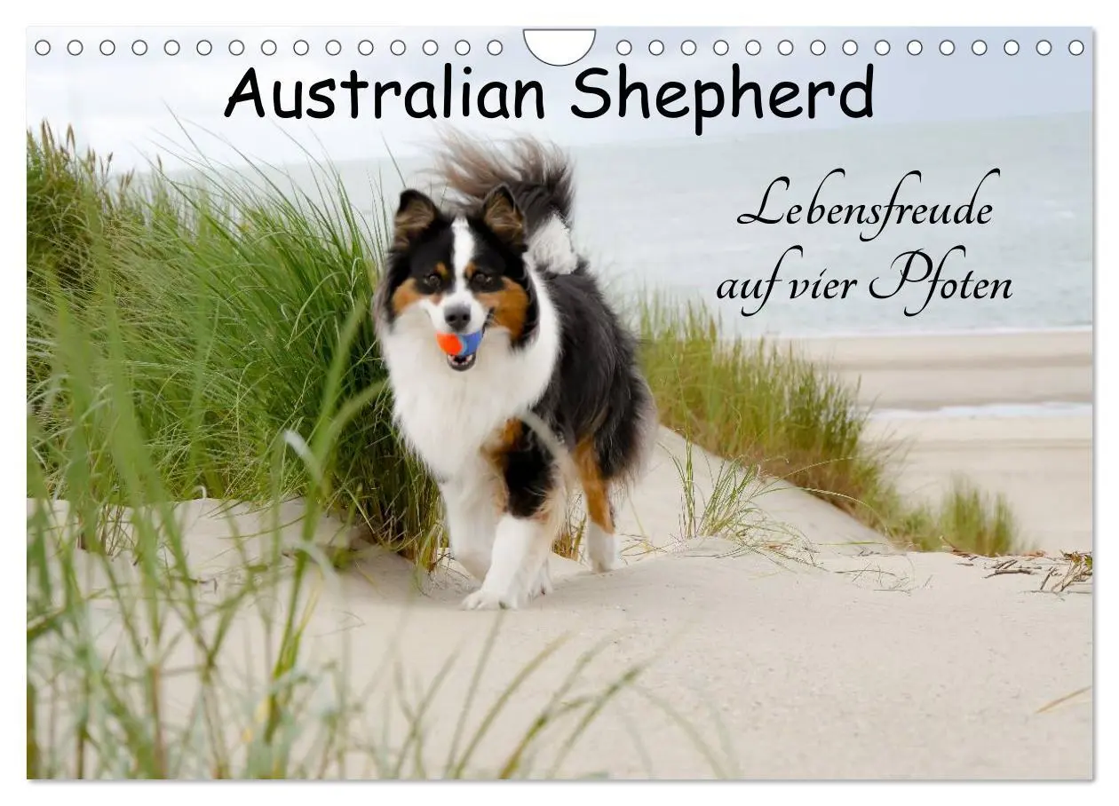 Cover: 9783435553624 | Australian Shepherd - Lebensfreude auf vier Pfoten (Wandkalender...