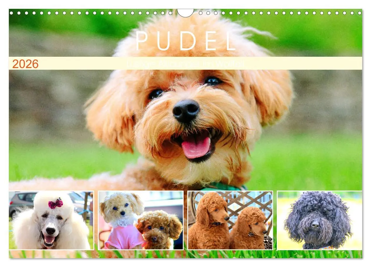Cover: 9783457633724 | Pudel. Lustige Allrounder im Wollfell (Wandkalender 2026 DIN A3...