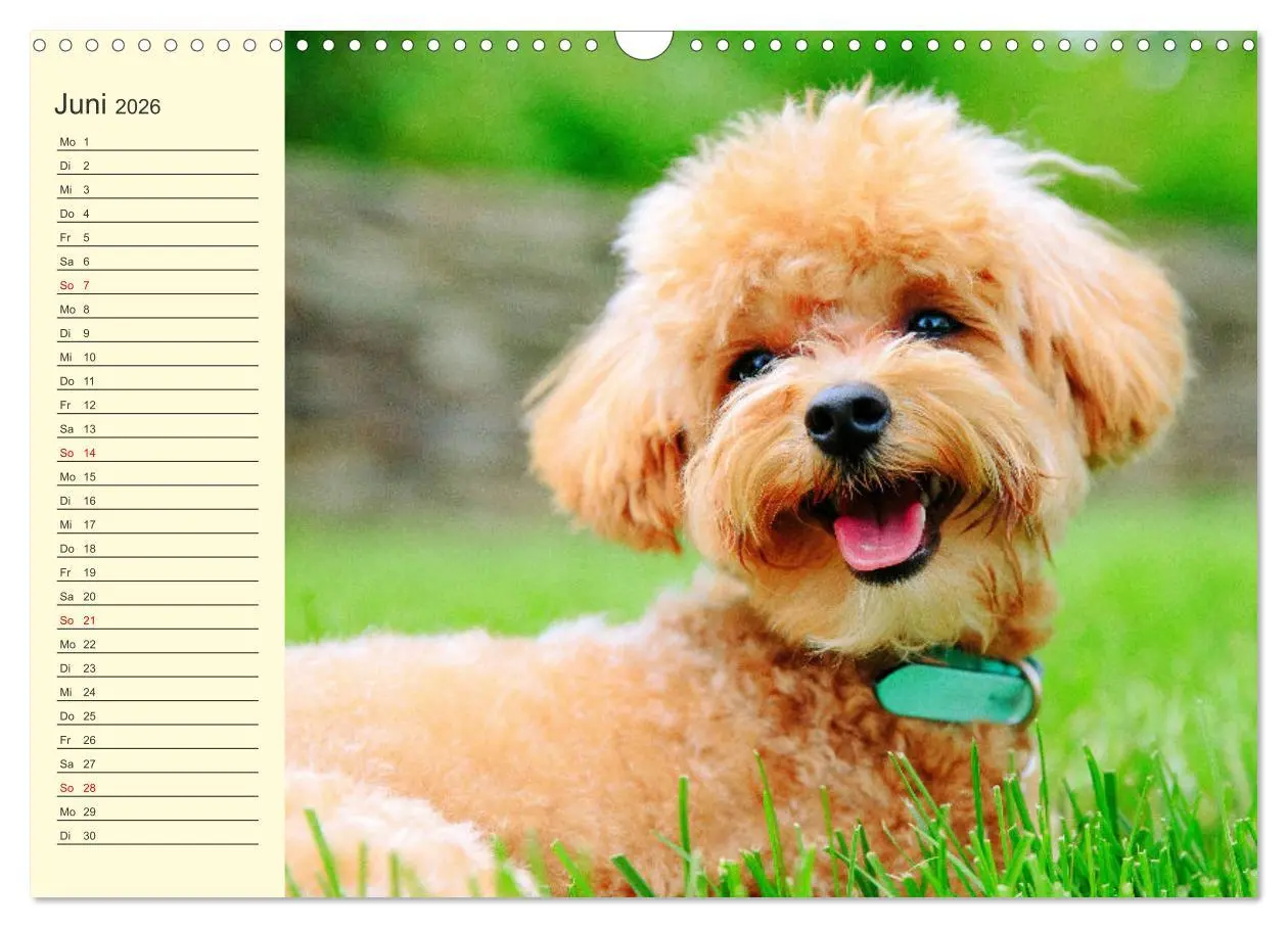 Bild: 9783457633724 | Pudel. Lustige Allrounder im Wollfell (Wandkalender 2026 DIN A3...