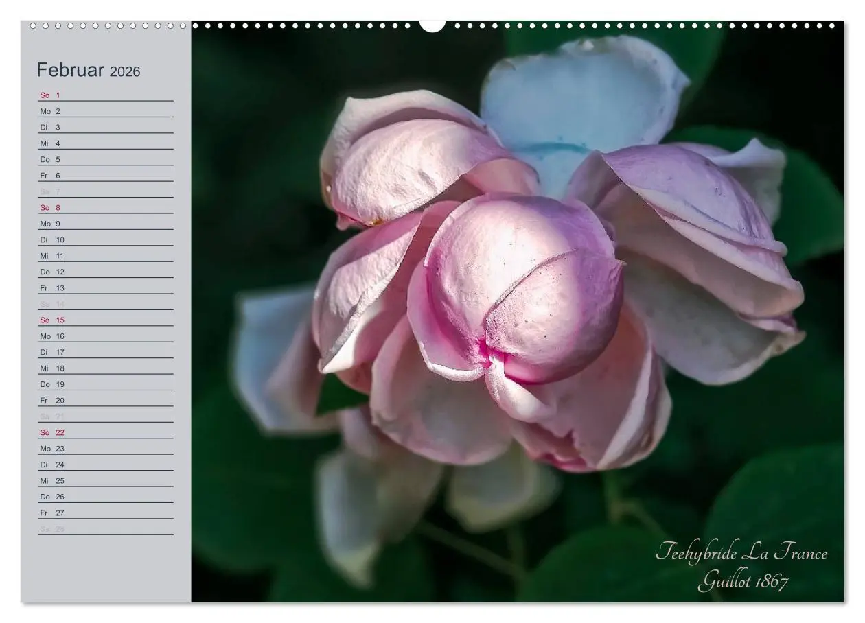 Bild: 9783516033724 | Kurfürstliche Rosen Eltville am Rhein (hochwertiger Premium...