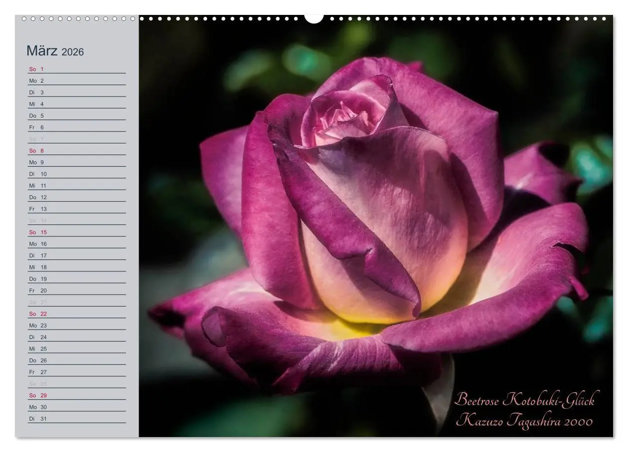 Bild: 9783516033724 | Kurfürstliche Rosen Eltville am Rhein (hochwertiger Premium...