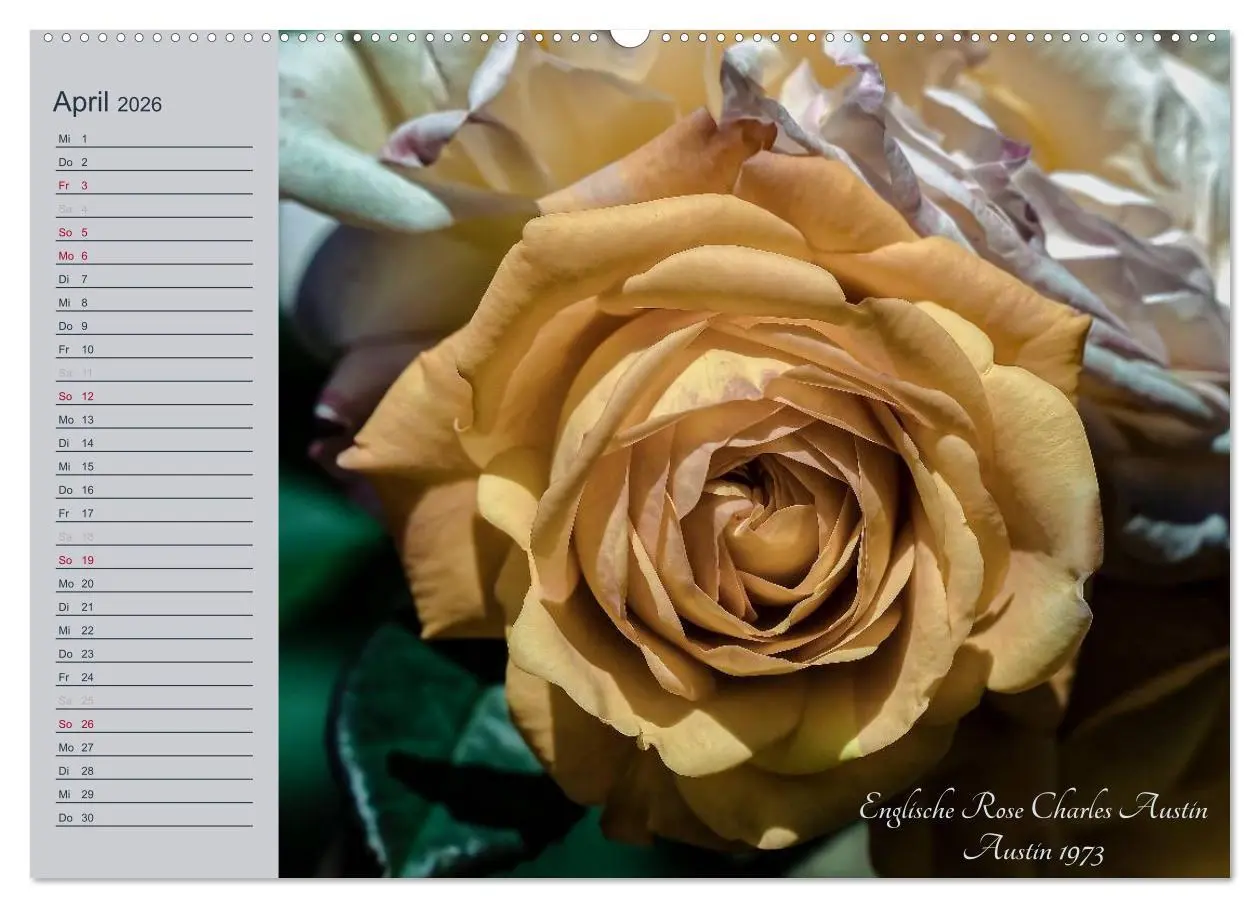 Bild: 9783516033724 | Kurfürstliche Rosen Eltville am Rhein (hochwertiger Premium...