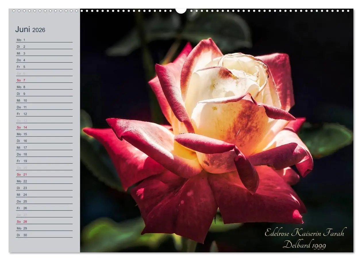 Bild: 9783516033724 | Kurfürstliche Rosen Eltville am Rhein (hochwertiger Premium...
