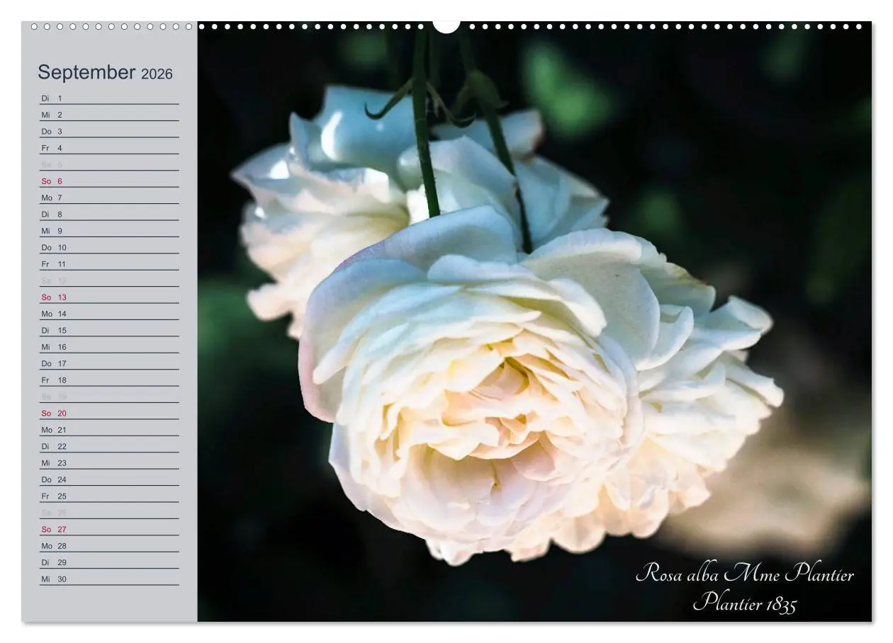 Bild: 9783516033724 | Kurfürstliche Rosen Eltville am Rhein (hochwertiger Premium...