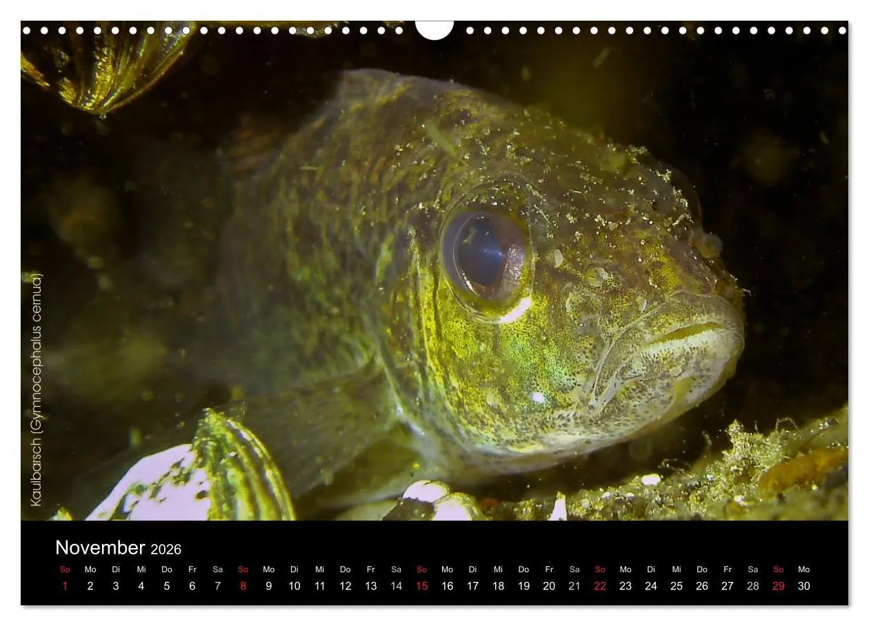 Bild: 9783516023824 | Tauchrevier Deutschland (Wandkalender 2026 DIN A3 quer), CALVENDO...