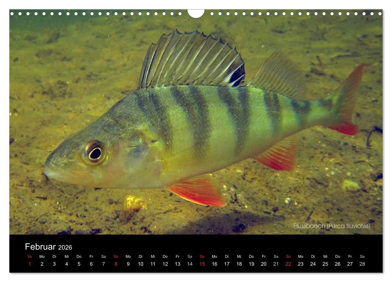 Bild: 9783516023824 | Tauchrevier Deutschland (Wandkalender 2026 DIN A3 quer), CALVENDO...
