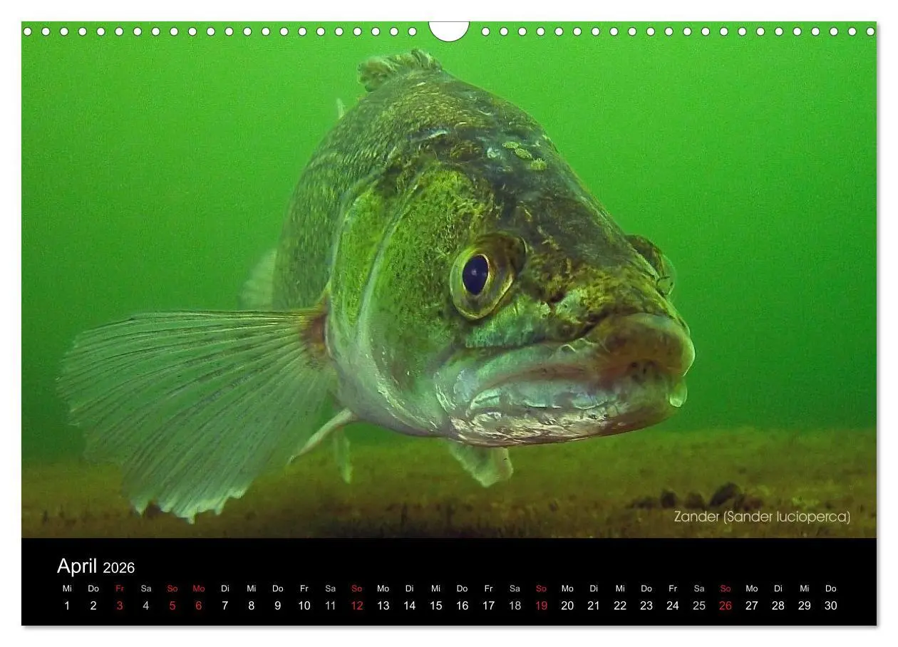 Bild: 9783516023824 | Tauchrevier Deutschland (Wandkalender 2026 DIN A3 quer), CALVENDO...