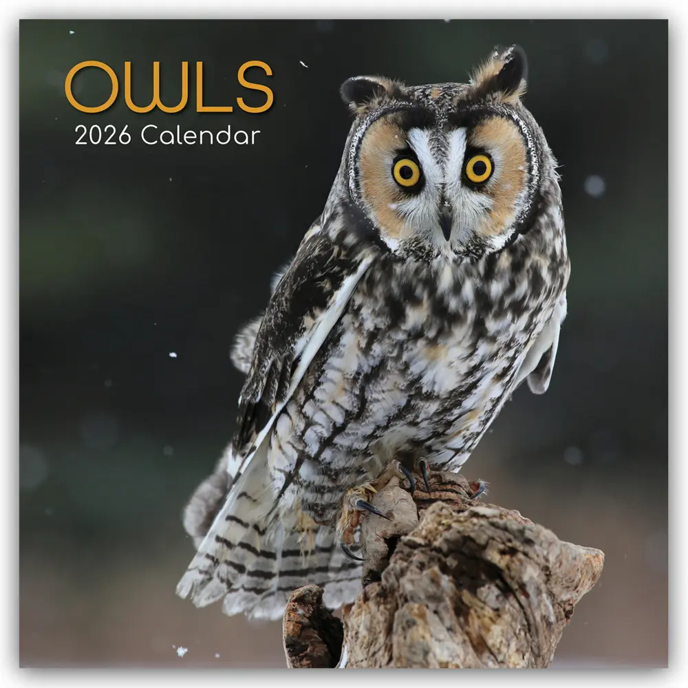 Cover: 9781836223924 | Owls - Eulen 2026 - 16-Monatskalender | Gifted Stationery Co. Ltd
