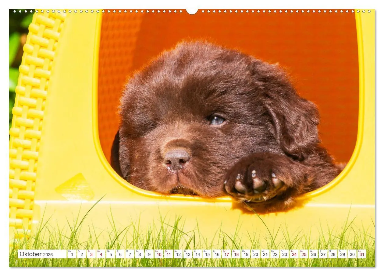 Bild: 9783457364024 | Neufundländer - Kleine Weltentdecker (hochwertiger Premium...
