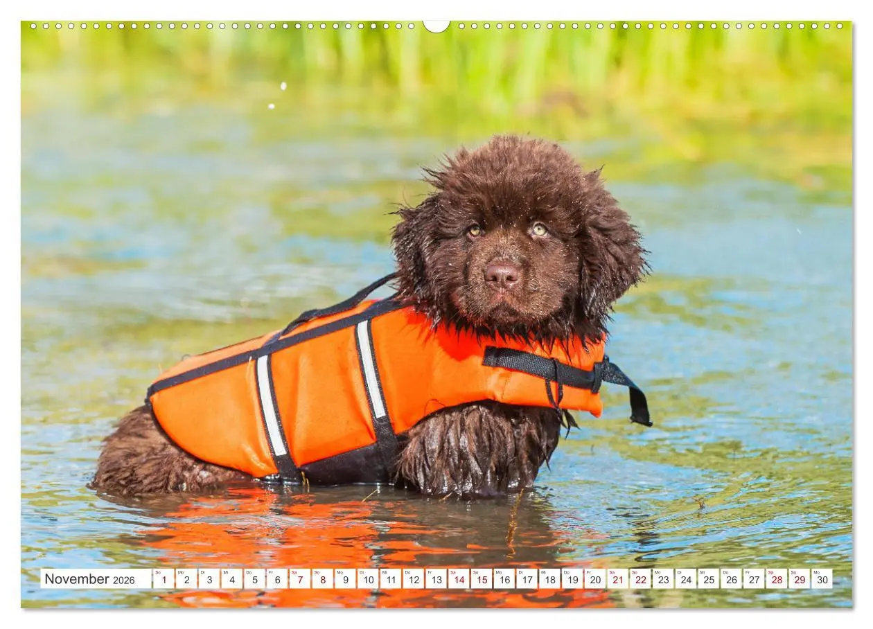Bild: 9783457364024 | Neufundländer - Kleine Weltentdecker (hochwertiger Premium...
