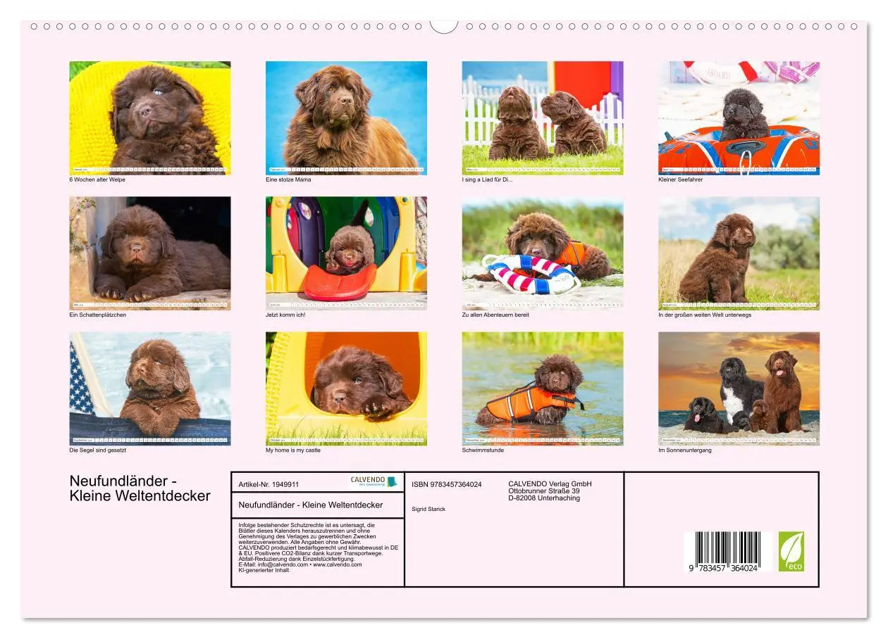 Bild: 9783457364024 | Neufundländer - Kleine Weltentdecker (hochwertiger Premium...