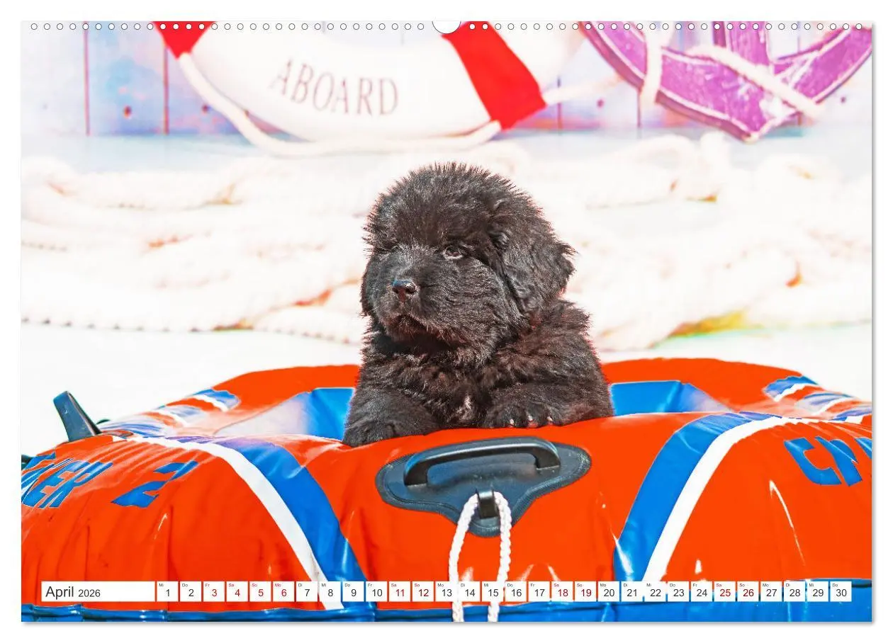 Bild: 9783457364024 | Neufundländer - Kleine Weltentdecker (hochwertiger Premium...