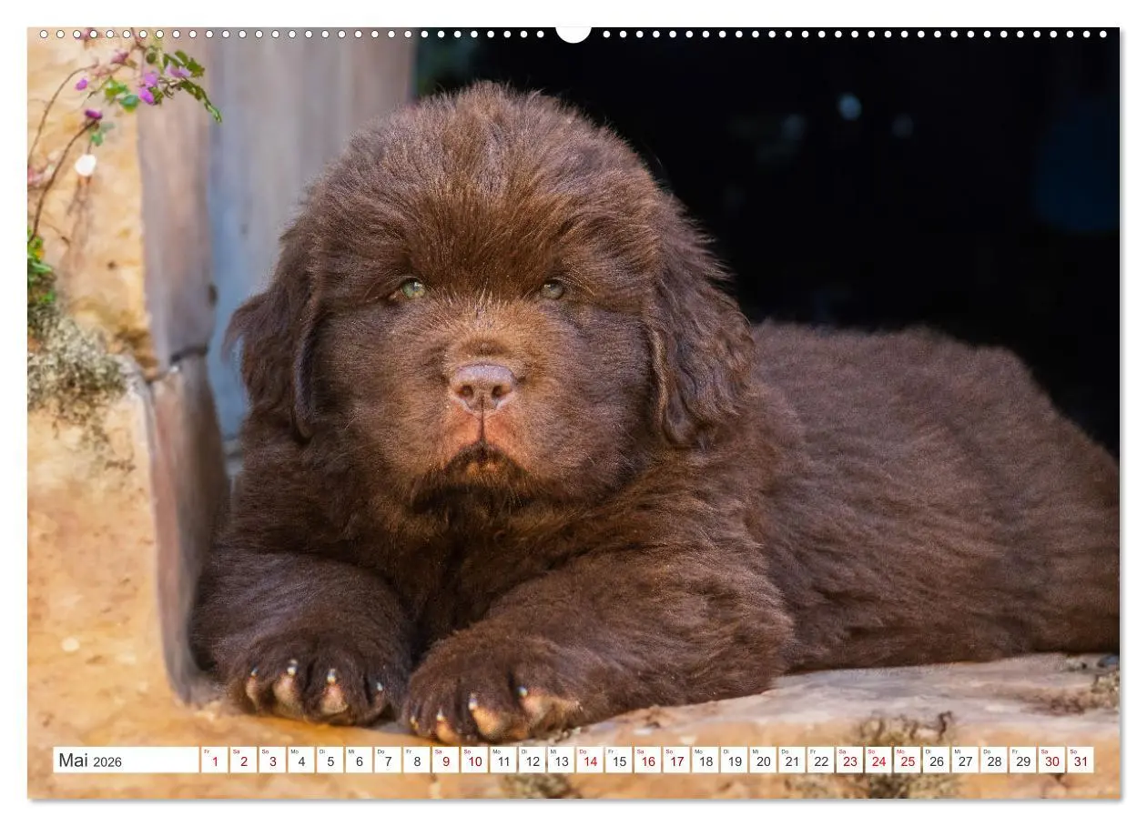 Bild: 9783457364024 | Neufundländer - Kleine Weltentdecker (hochwertiger Premium...